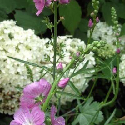 Sidalcea 'Partygirl' - Griekse malva