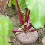 Beta vulgaris - Rode biet