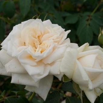 Rosa 'Ilse Krohn Superior  '