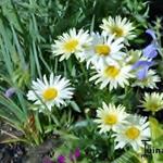 Leucanthemum  'Banana Cream' - Margriet