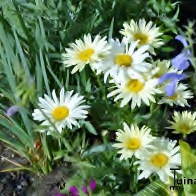 Margriet - Leucanthemum  'Banana Cream'