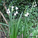 Leucojum aestivum 'Gravetye Giant' - Zomerklokje