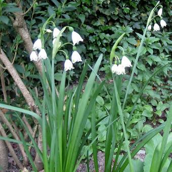 Leucojum aestivum 'Gravetye Giant'