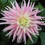 Dahlia 'Park Princess' - Dahlia