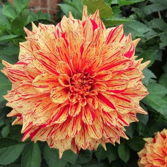 Dahlia 'Pippi'