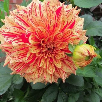 Dahlia 'Pippi'