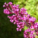 Vlinderstruik - Buddleja davidii  'Royal Red'