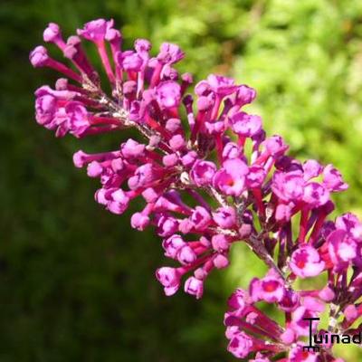 Buddleja davidii  'Royal Red' - Vlinderstruik