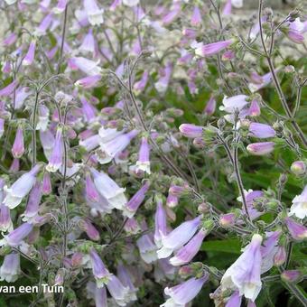 Penstemon hirsutus 'Pygmaeus'