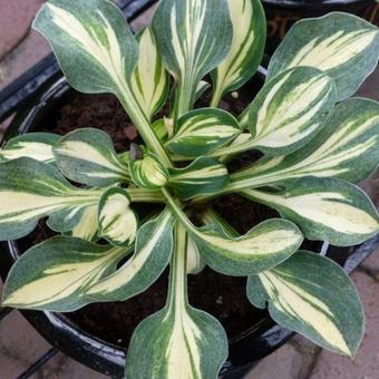 Hosta 'Desert Mouse'