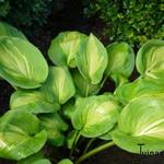 Hosta 'Olive Branch'  - Hartlelie/Funkia