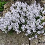 Veronica prostrata 'Blue Sheen' - Liggend ereprijs