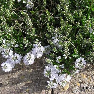 Liggend ereprijs - Veronica prostrata 'Blue Sheen'