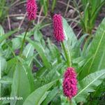 Persicaria milletii - Duizendknoop