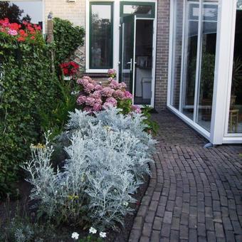 Senecio cineraria 'Silverdust'