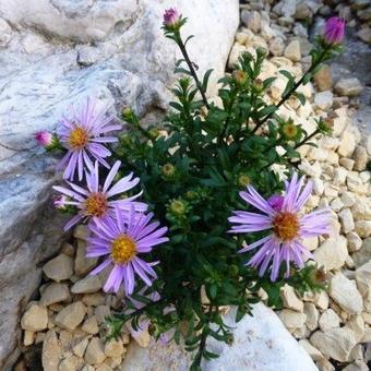 Aster dumosus 'Rozika'