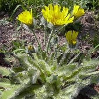 Pilosella aurantiaca