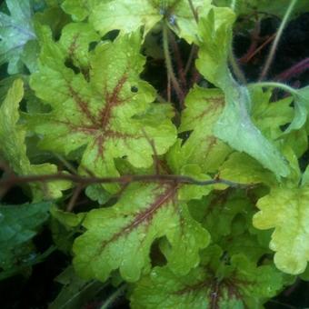 X Heucherella 'Stoplight