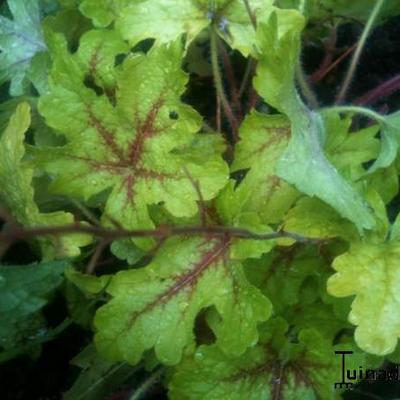 x Heucherella 'Stoplight - Purperklokje