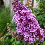 Buddleja davidii 'BUZZ Sky Blue' - Vlinderstruik