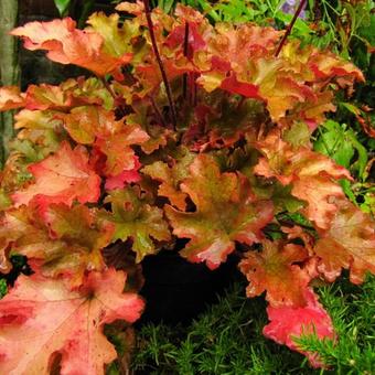 Heuchera 'Marmalade'