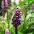 Liriope muscari