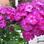 Phlox paniculata 'Velvet FLAME - Vlambloem, floks