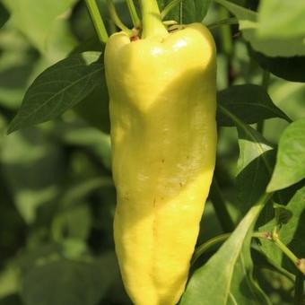 Capsicum annuum 'Hungarian Hot Wax'