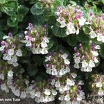 Teucrium Pyrenaicum - Pyrenese gamander