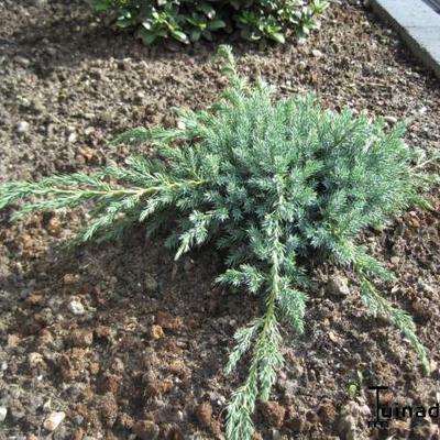 Juniperus squamata 'Blue Carpet' - Jeneverbes