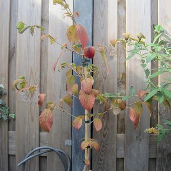 Viburnum plicatum 'Kilimandjaro'