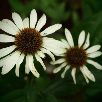 Echinacea purpurea 'Alba'