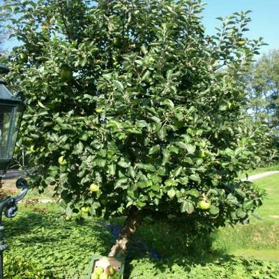 Appel - Malus domestica ' Bramleys seedling'