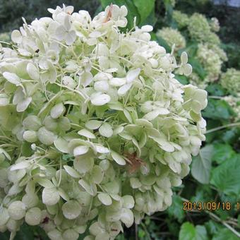 Hydrangea arborescens 'Annabelle'