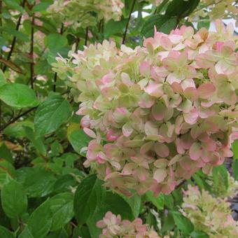 Hydrangea paniculata 'Grandiflora'