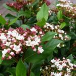 Viburnum tinus 'Gwenllian' - Sneeuwbal - Viburnum tinus 'Gwenllian'