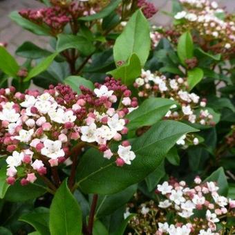 Viburnum tinus 'Gwenllian'