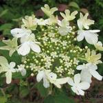 Viburnum furcatum - Japanse sneeuwbal