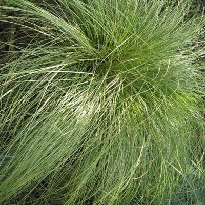 Zegge - Carex comans 'Frosted Curls'