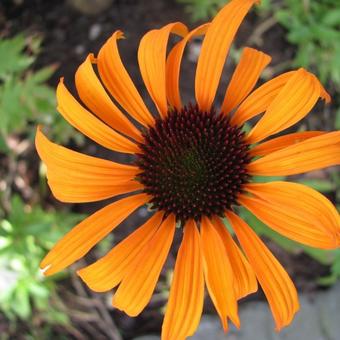 Echinacea purpurea 'Flame Thrower'