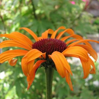 Echinacea purpurea 'Flame Thrower'