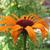 Echinacea purpurea 'Flame Thrower'