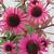 Echinacea purpurea 'Mistral'