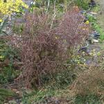 Berberis thunbergii f. atropurpurea 'Harlequin' - Japanse zuurbes