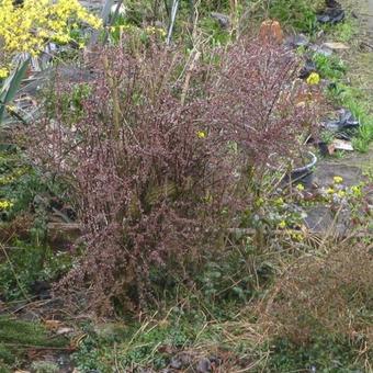 Berberis thunbergii f. atropurpurea 'Harlequin'