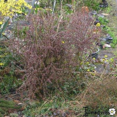 Japanse zuurbes - Berberis thunbergii f. atropurpurea 'Harlequin'