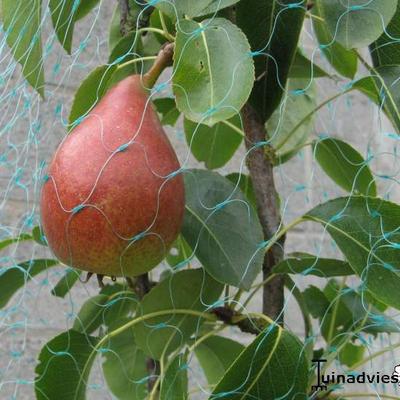 Pereboom - Pyrus communis 'Charneux'