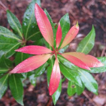 Pieris japonica 'Mountain Fire'