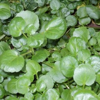 Nasturtium officinale