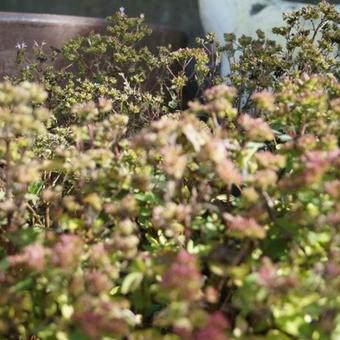 Origanum 'Marchants Seedling'